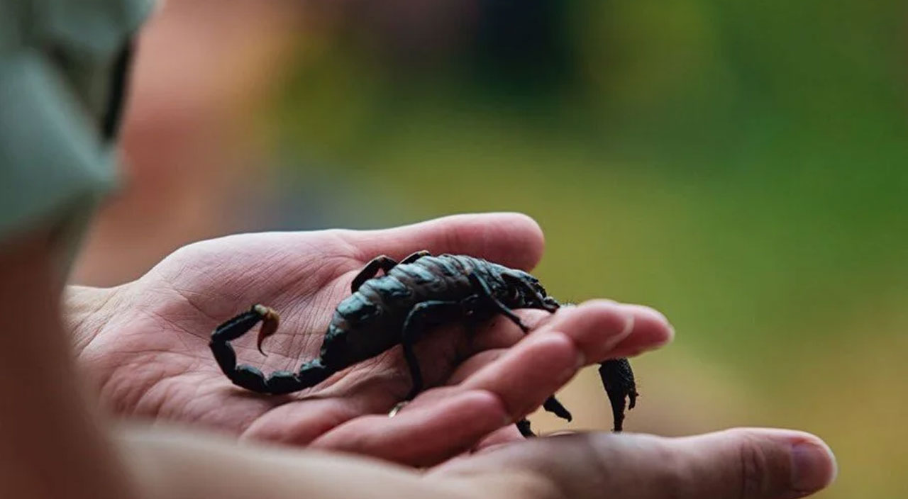 Bilim adamları akrep zehrini incelemeye başladı: Koronavirüse karşı koruyabilir