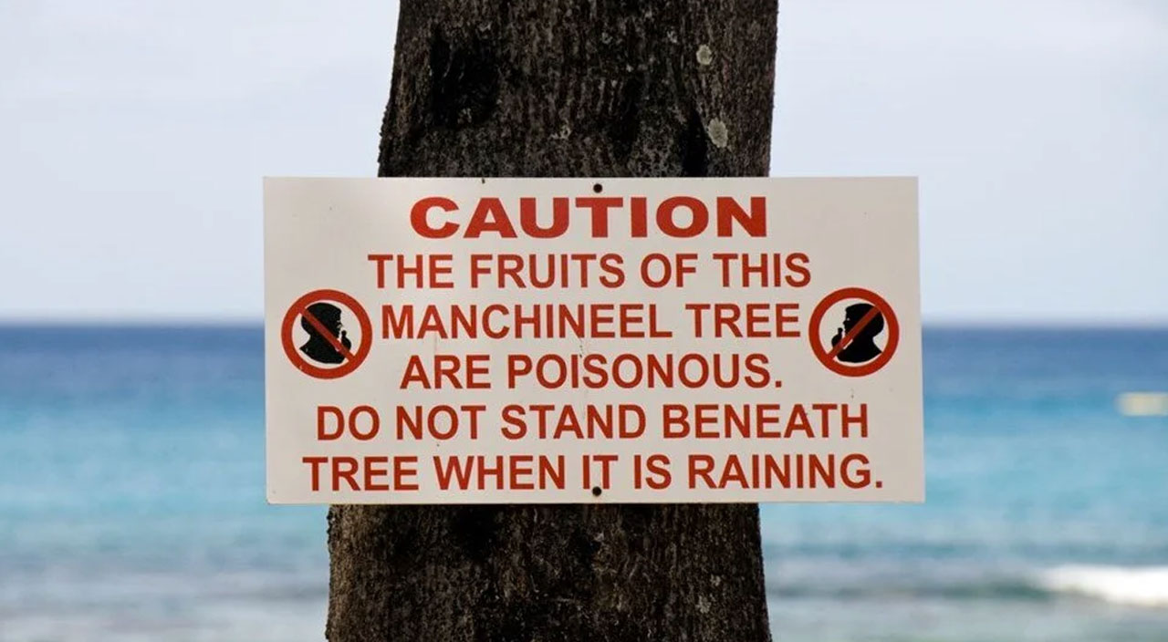 Dünyanın en ölümcül ağacı ABD’de tespit edildi: Altında durmak bile tehlikeli