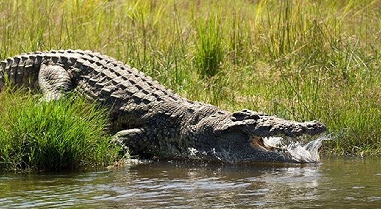 Maket sanıp yanına gitti: Dev timsaha kolunu kaptırdı