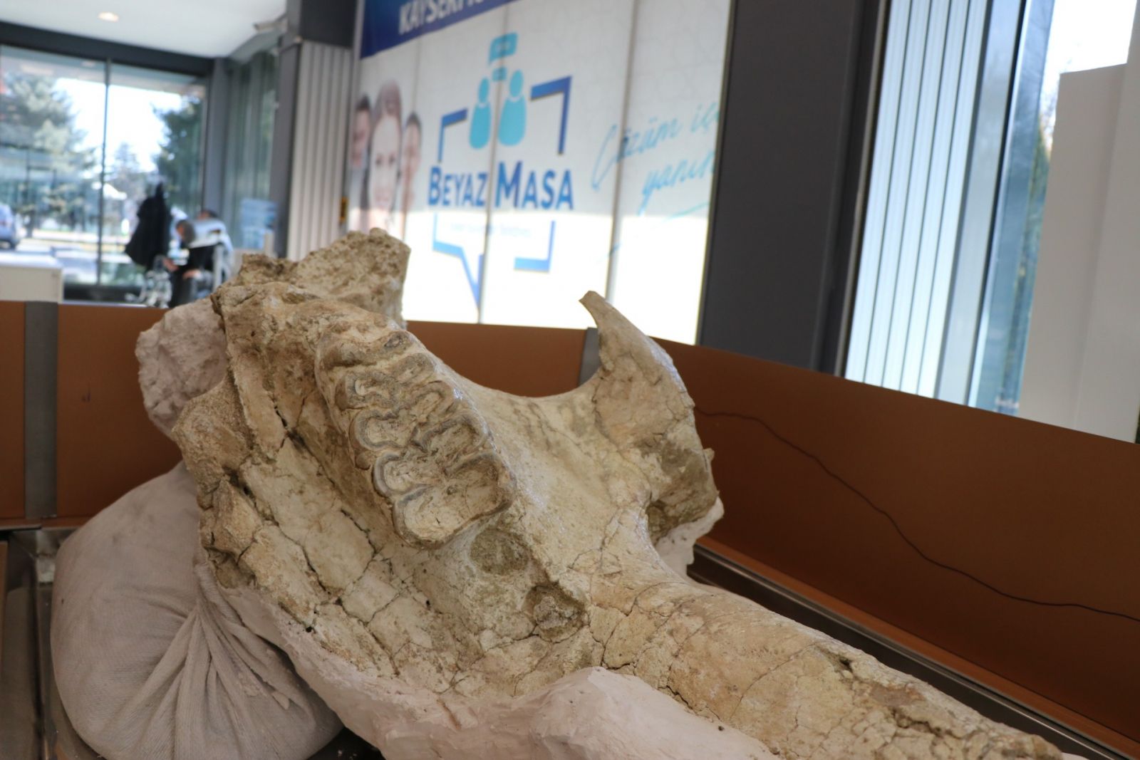 7,4 milyon yıllık hayvan fosilleri belediye başkanlığında sergilenecek