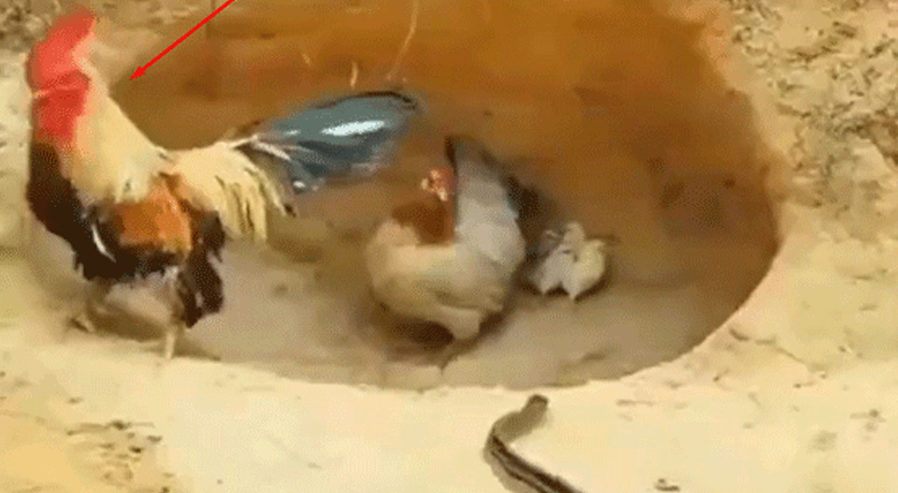 Zehirli yılana karşı yavrularını koruyan tavuğun cesareti sosyal medyada gündem oldu!