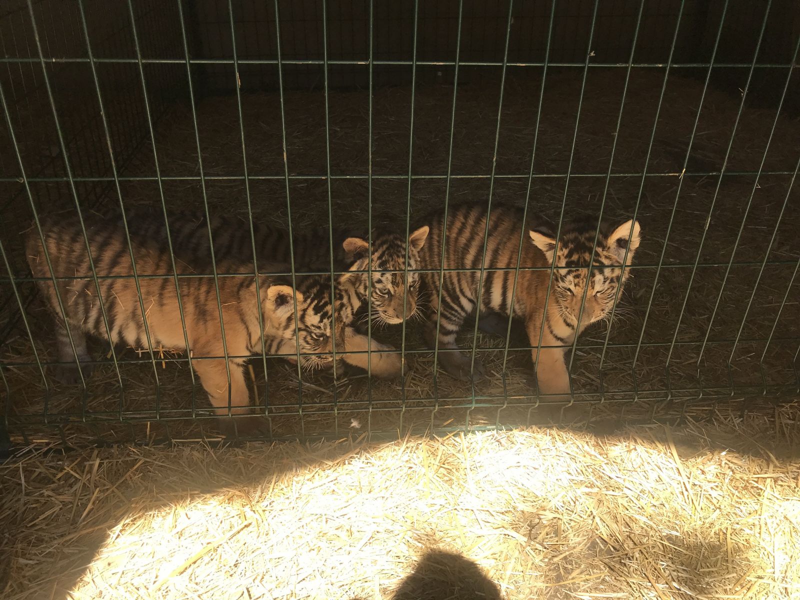 İstanbul'un göbeğindeki yavru aslanlar ve kaplanlara yoğun ilgi