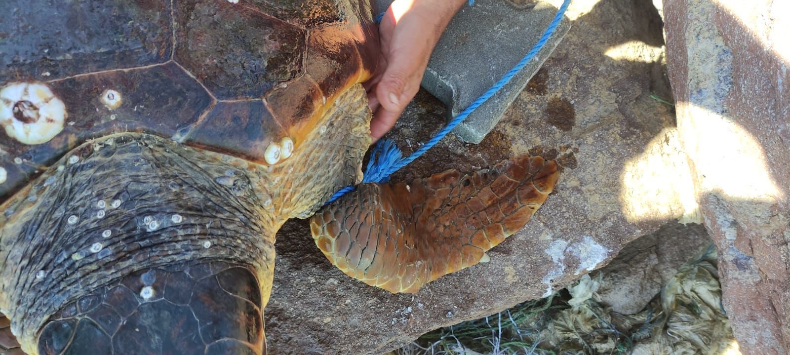 Caretta caretta'yı koluna taş bağlayıp denize attılar