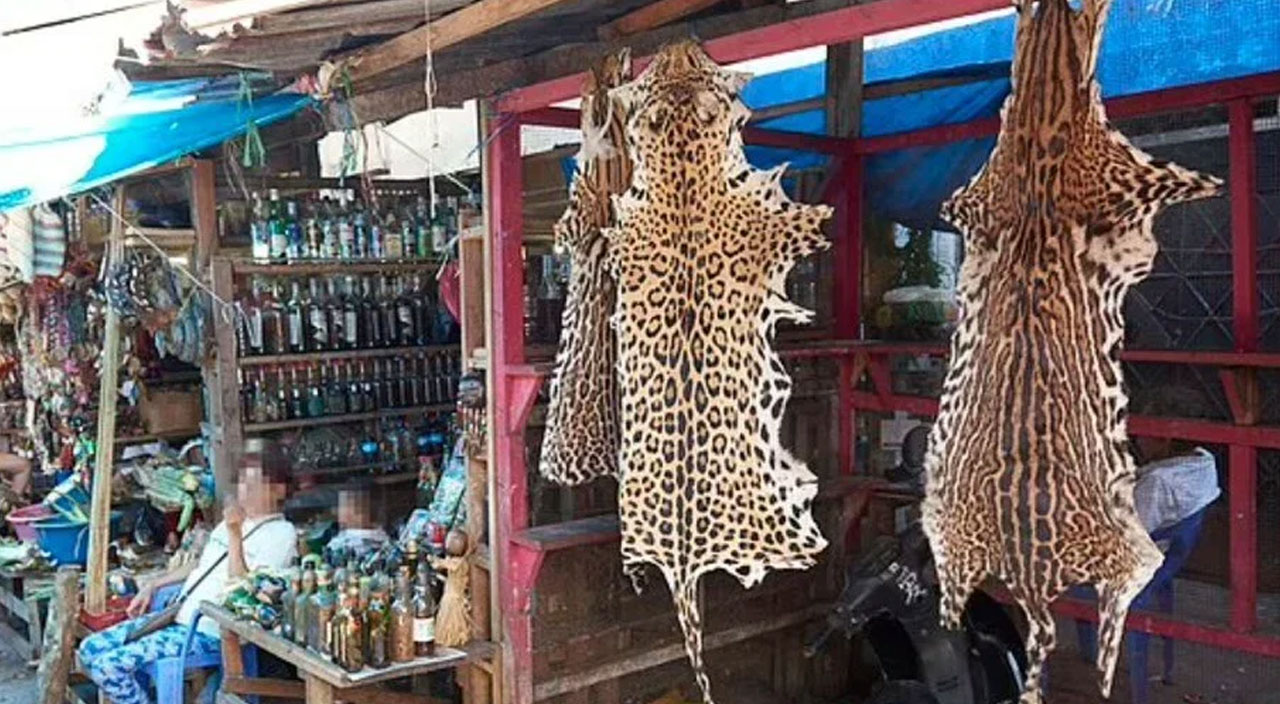 200 yasaklı türü yiyorlar! Amazon'da yeni pandemiye davet