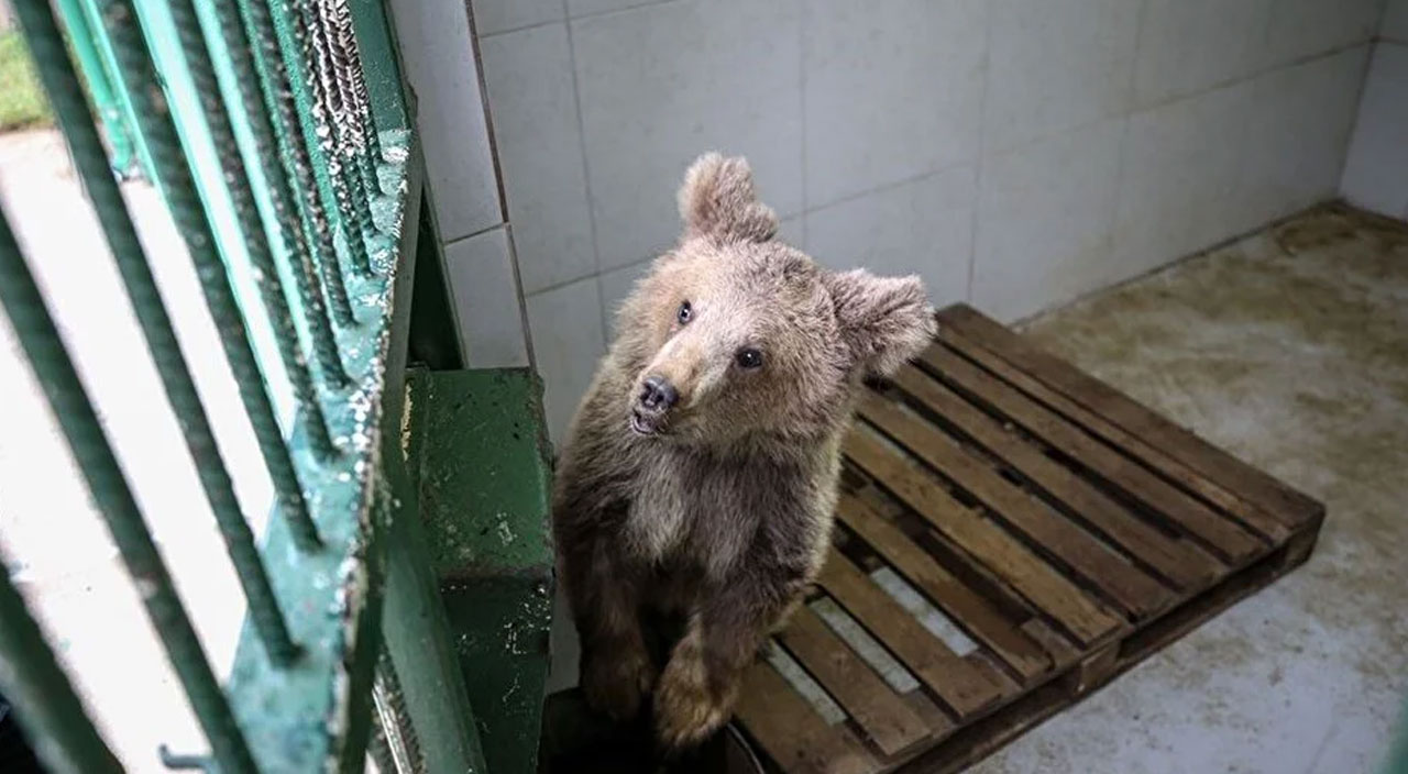 Yavru ayı Turkuaz’dan iyi haber! Gözleri özel bakımla açılacak