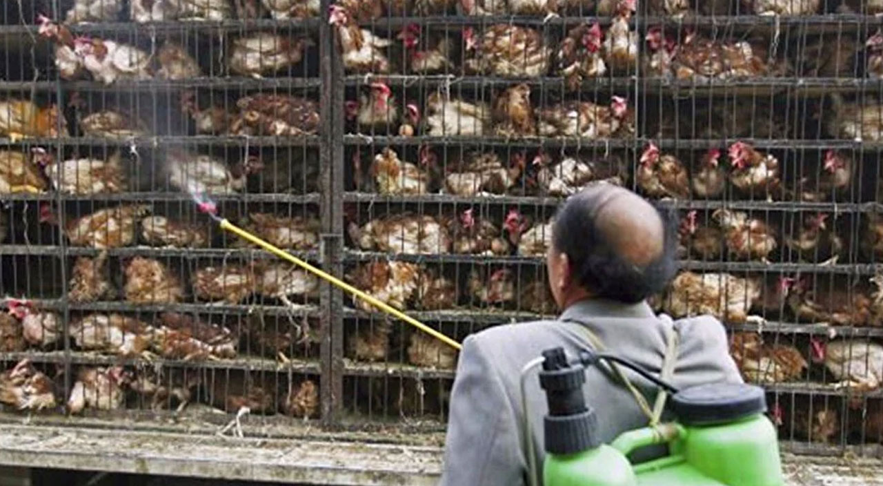 Koronavirüsten çok daha tehlikeli! Uzmanlardan kuş gribi uyarısı