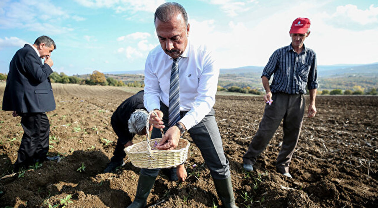 Safranbolu’dan sonra Bursa’da denenen safran üretimi yüzleri güldürdü