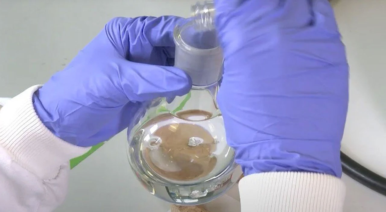 Bilim adamları akrep zehrini incelemeye başladı: Koronavirüse karşı koruyabilir