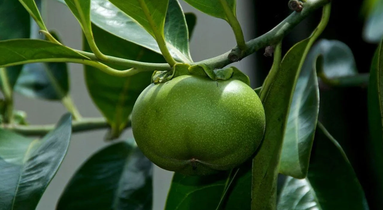 Dünyanın en ölümcül ağacı ABD’de tespit edildi: Altında durmak bile tehlikeli