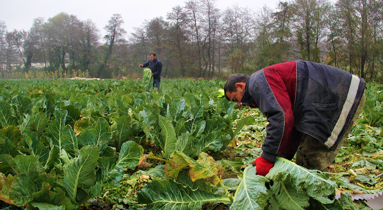 Tüm servetlerini tarıma yatırdılar: Ailecek yağmur çamur dinlemeden çalışıyorlar