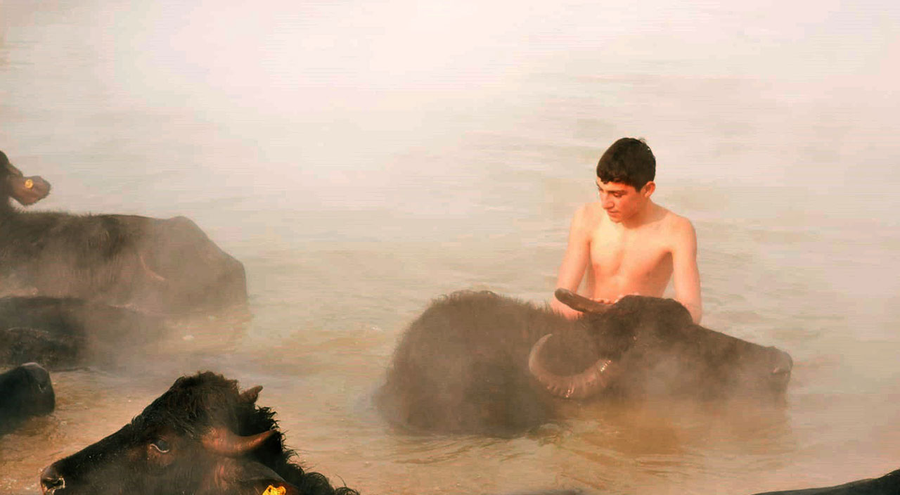 Eksi 20 derecede suya giriyorlar: Mandaların kaplıca keyfi