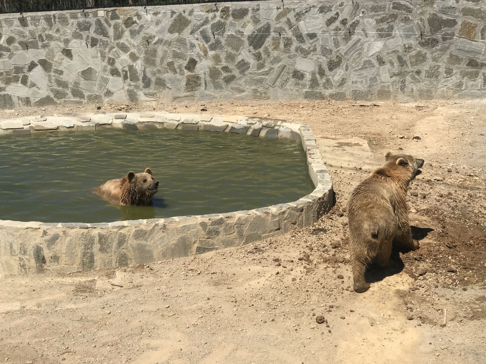 İstanbul'un göbeğindeki yavru aslanlar ve kaplanlara yoğun ilgi