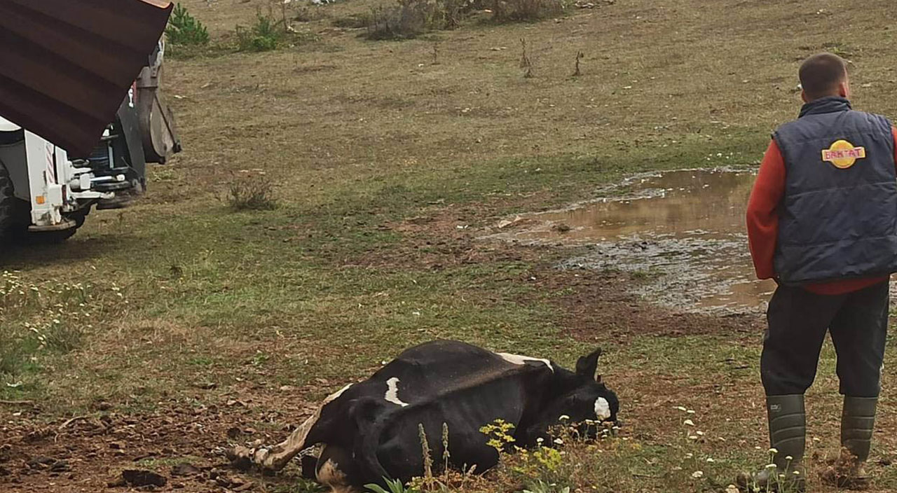 Mahalleyi kene korkusu sardı! Hayvanlar tek tek ölüyor