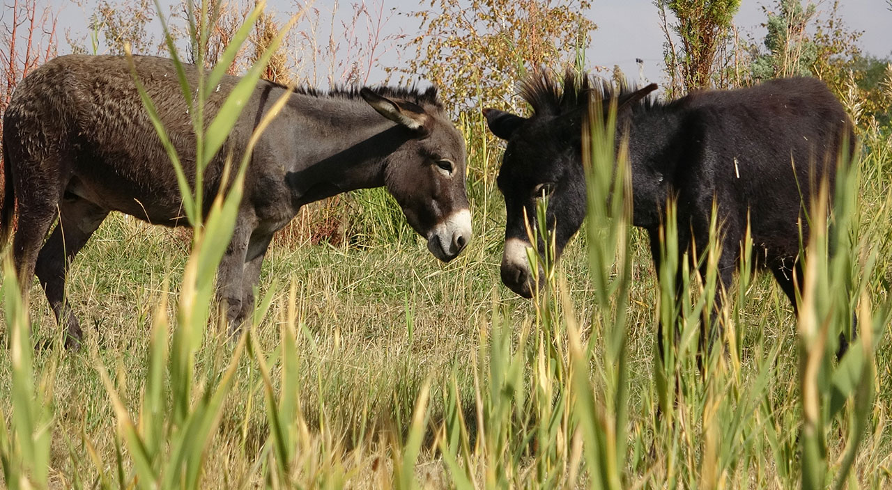 Eşek görünümlü at! Türkiye’de nadir bilinen melez hayvan ‘Bardo’