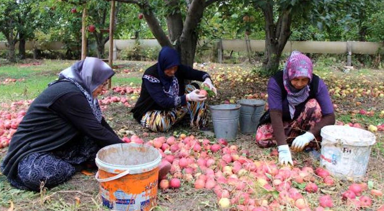 Elma üreticilerinden tepki: “Çiftçi dışında herkes kazanıyor”