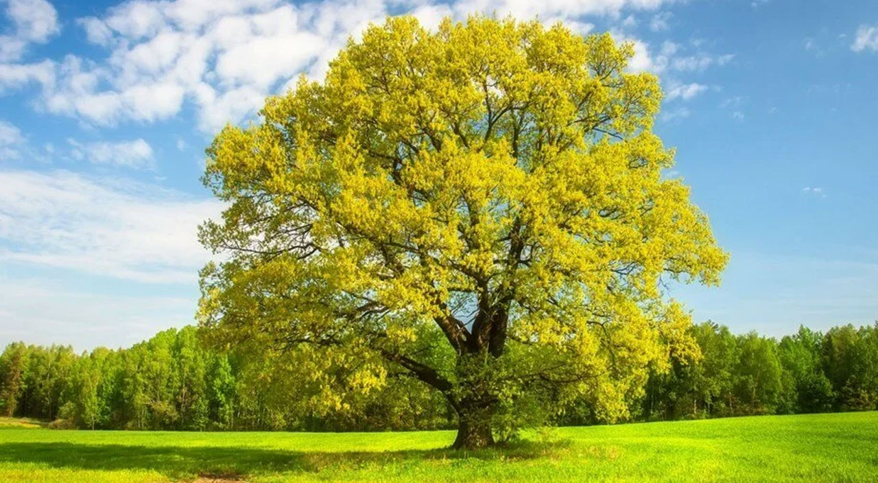 Bilim adamları açıkladı: Meşe ağaçları karbondioksit emilimini arttıra biliyor