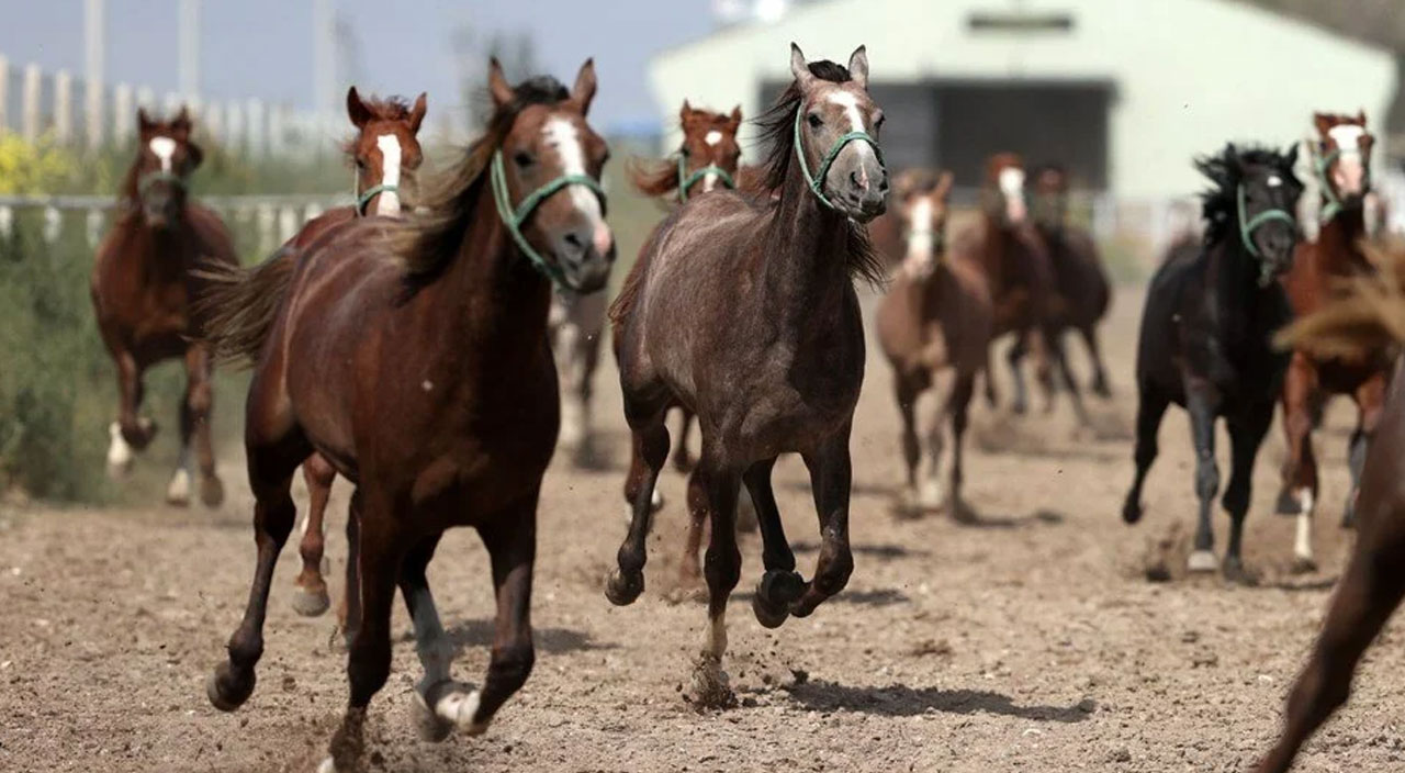 Şampiyonların elit tayları İstanbul’da ihaleye çıkıyor