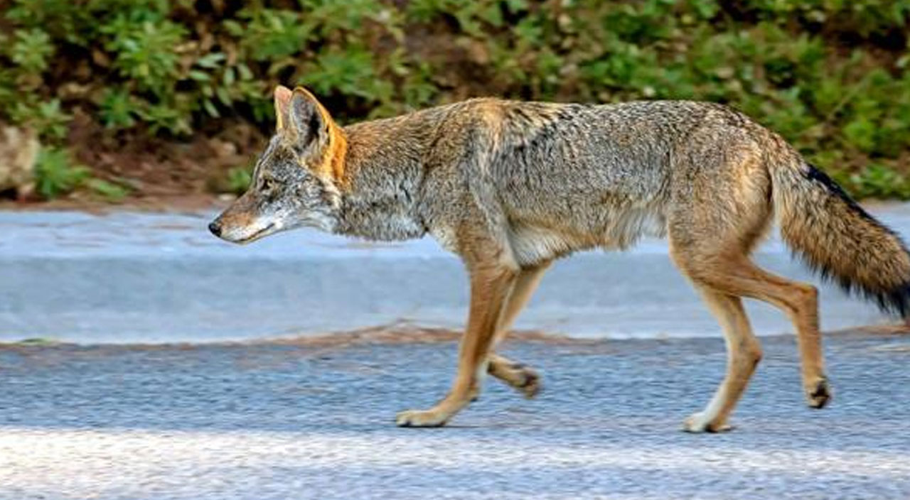 Plajda korkunç anlar! Şehre inen çakallar 3 yaşındaki çocuğun suratını parçaladı