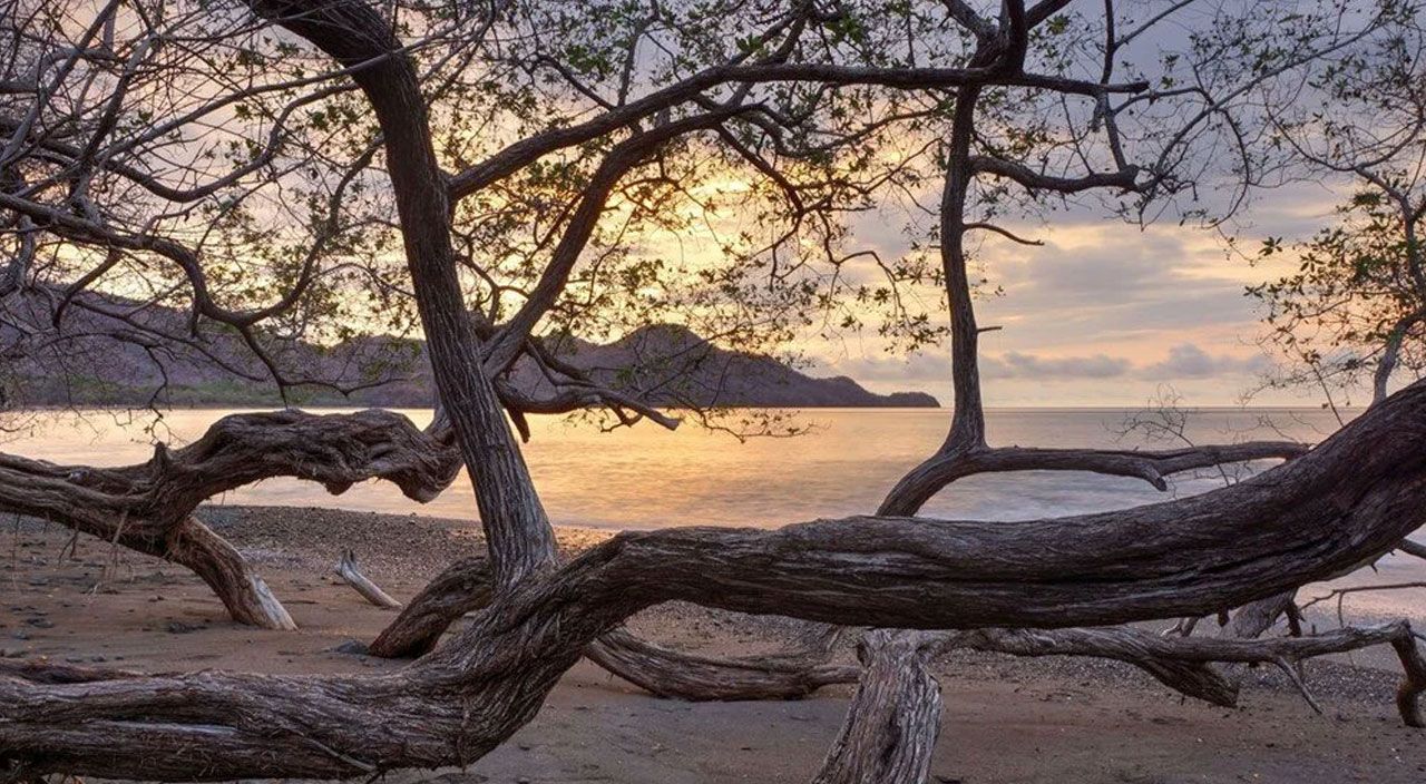 Dünyanın en ölümcül ağacı ABD’de tespit edildi: Altında durmak bile tehlikeli