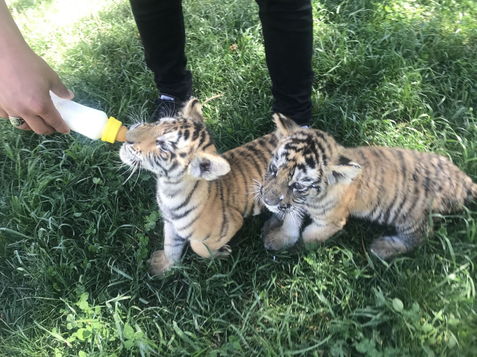 İstanbul'un göbeğindeki yavru aslanlar ve kaplanlara yoğun ilgi