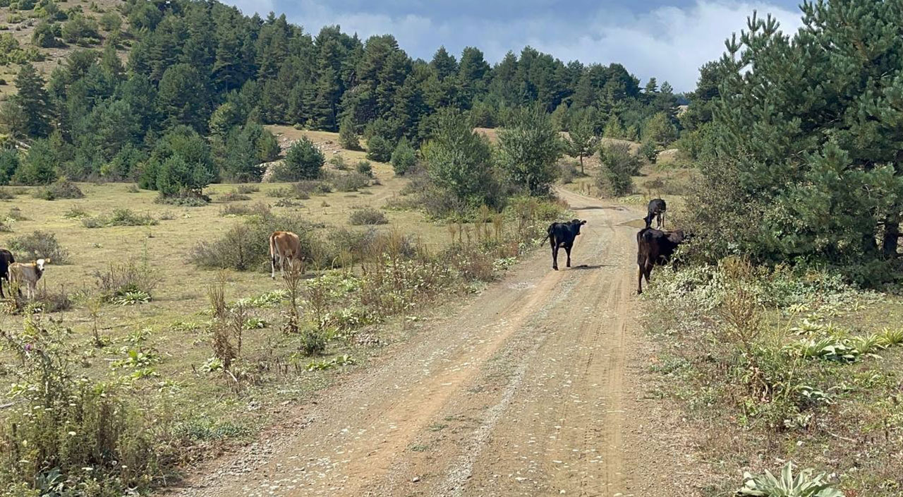 Mahalleyi kene korkusu sardı! Hayvanlar tek tek ölüyor