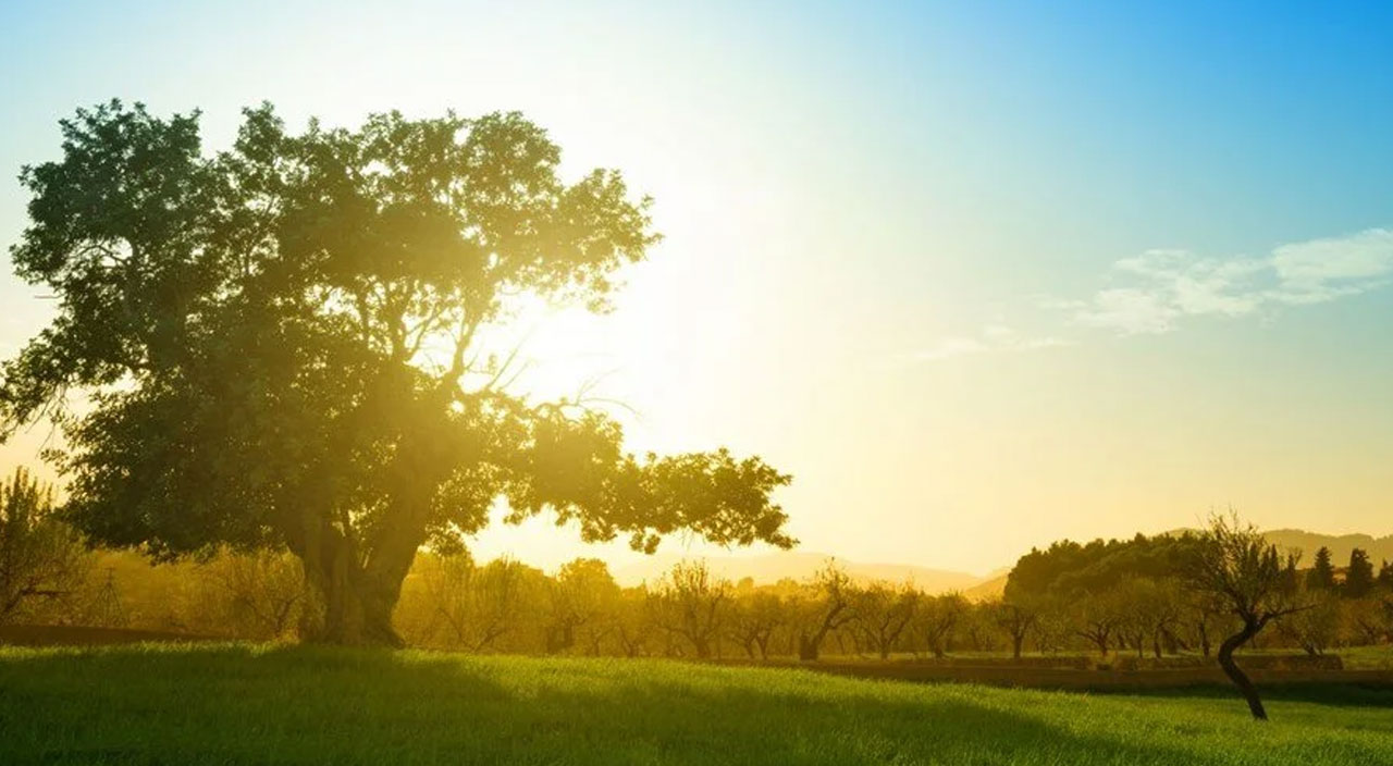 Bilim adamları açıkladı: Meşe ağaçları karbondioksit emilimini arttıra biliyor