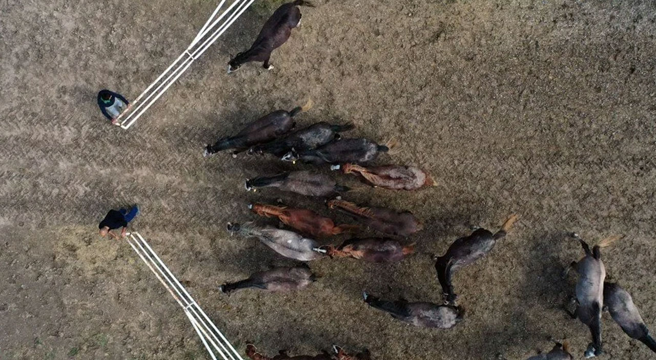 Şampiyonların elit tayları İstanbul’da ihaleye çıkıyor