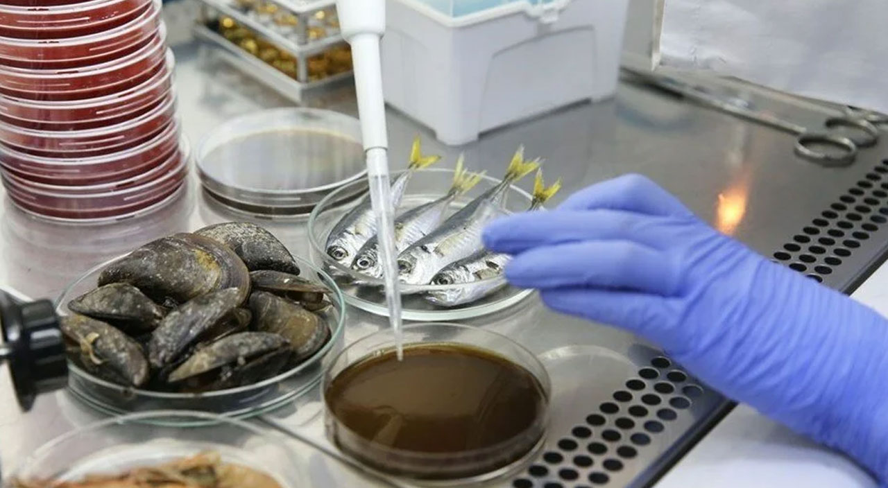 Marmara'dan çıkan balık yenilir mi? Uzmanlar araştırdı