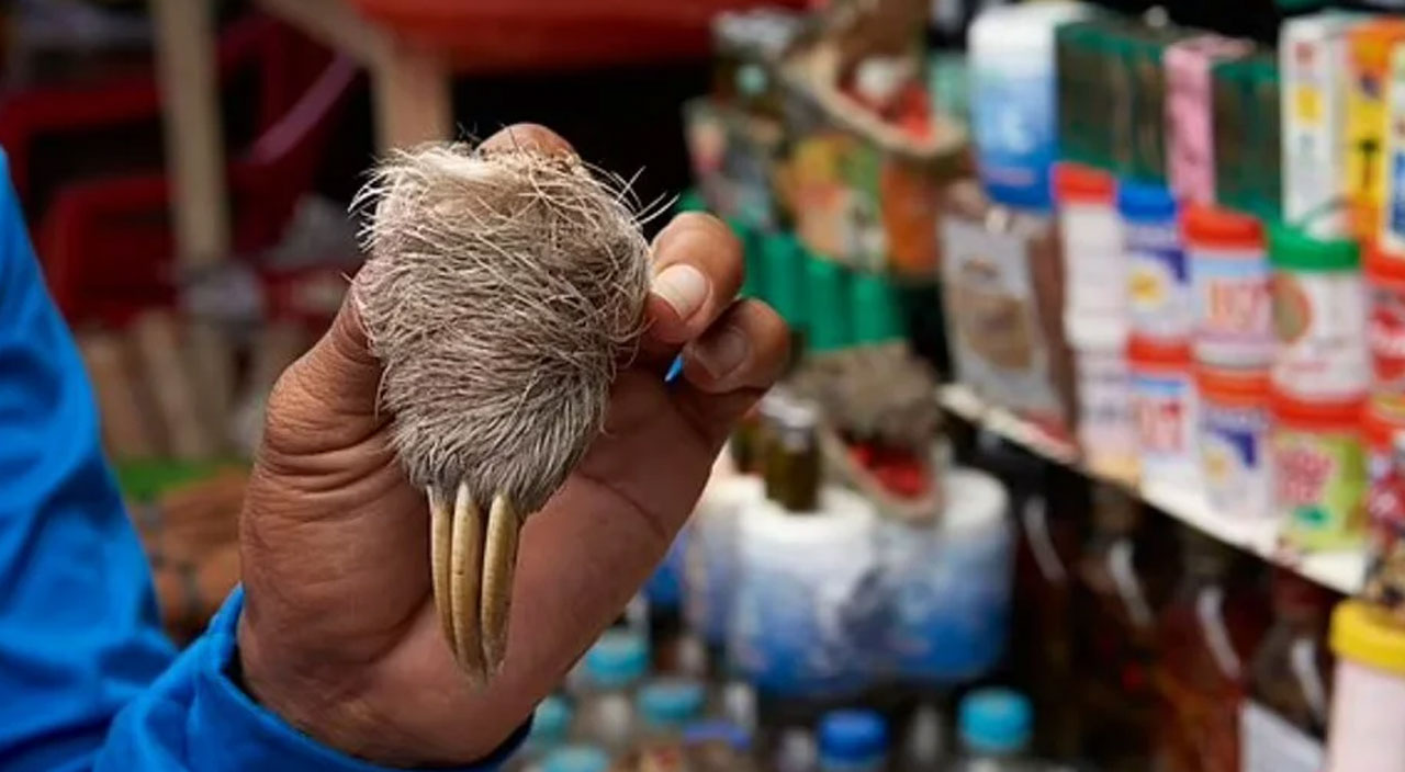 200 yasaklı türü yiyorlar! Amazon'da yeni pandemiye davet