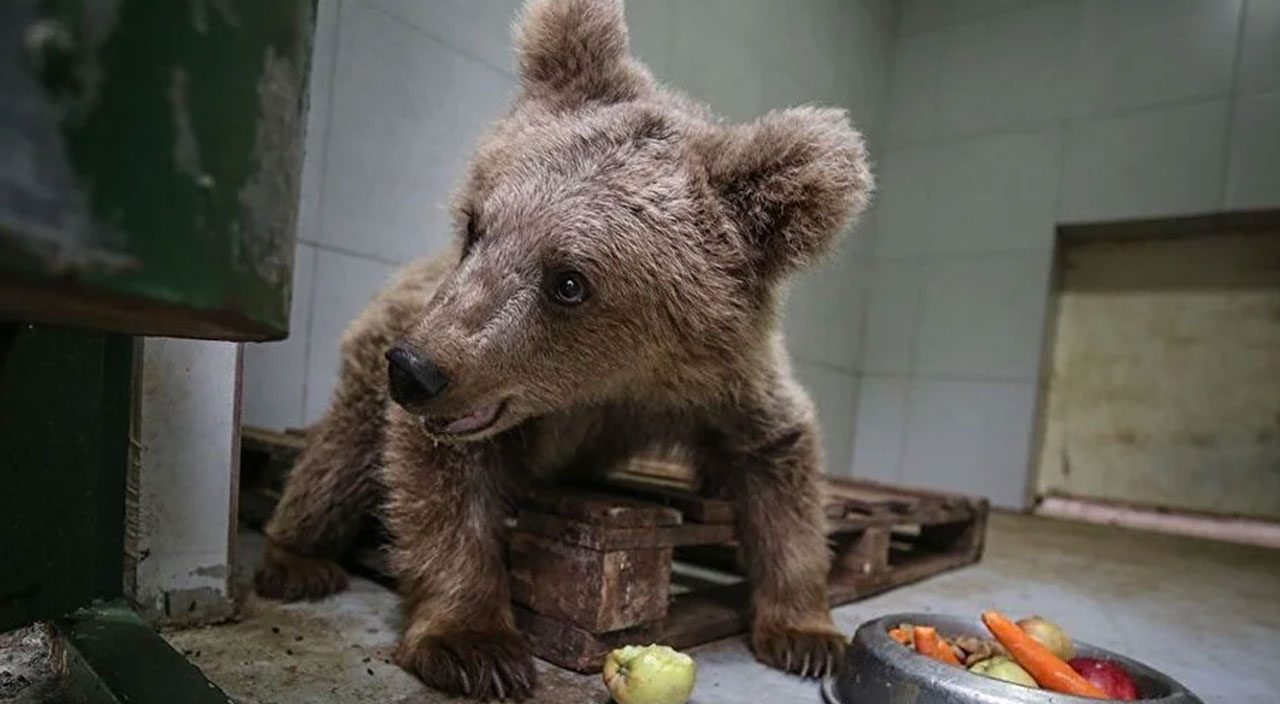 Yavru ayı Turkuaz’dan iyi haber! Gözleri özel bakımla açılacak