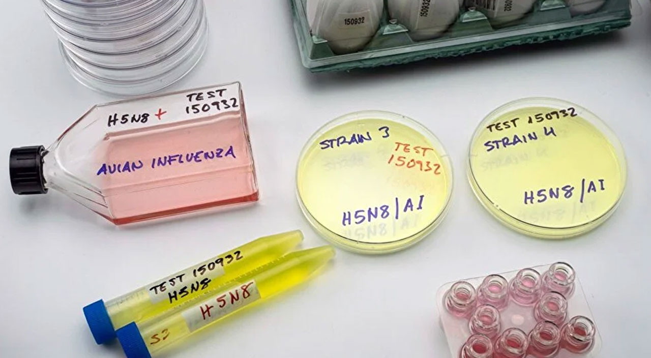 Koronavirüsten çok daha tehlikeli! Uzmanlardan kuş gribi uyarısı