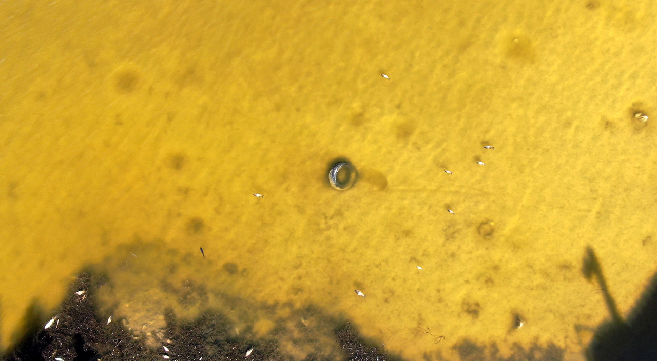 Son görüntüsüyle korkutan Ulaş Gölü eski güzelliğine kavuşuyor