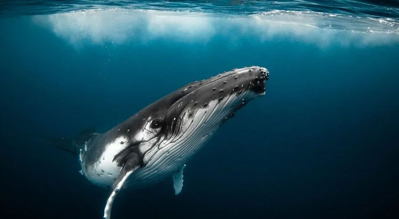 Küresel ısınmanın çözümü balinalar: Ağaçlarla aynı etkiyi görüyorlar