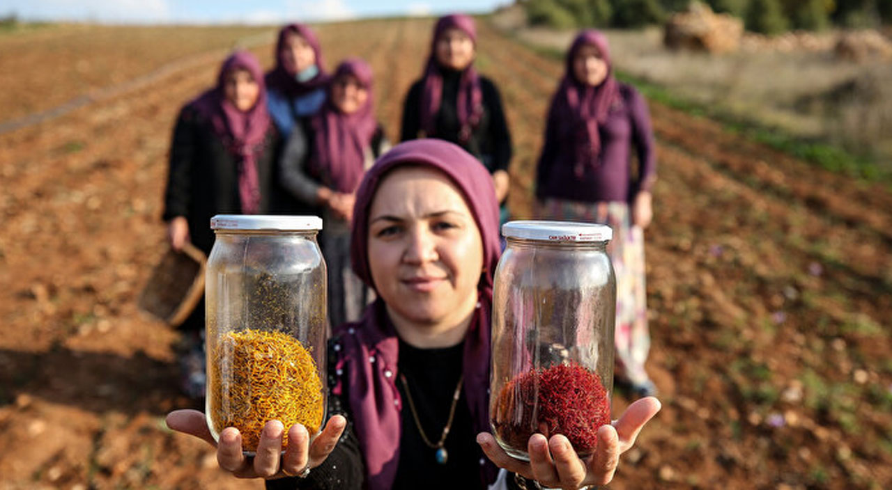 Safranbolu’dan sonra Bursa’da denenen safran üretimi yüzleri güldürdü