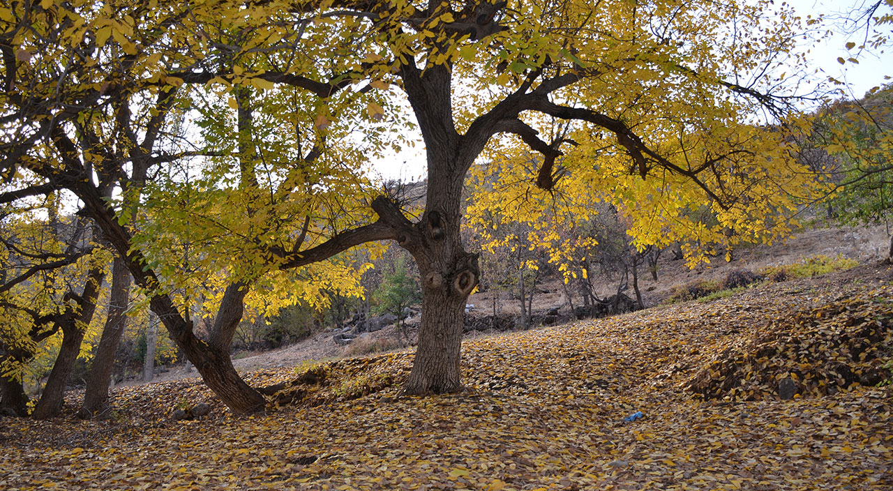 Destanın yazıldığı Kato Dağı doğa severlerin uğrak merkezi haline geldi