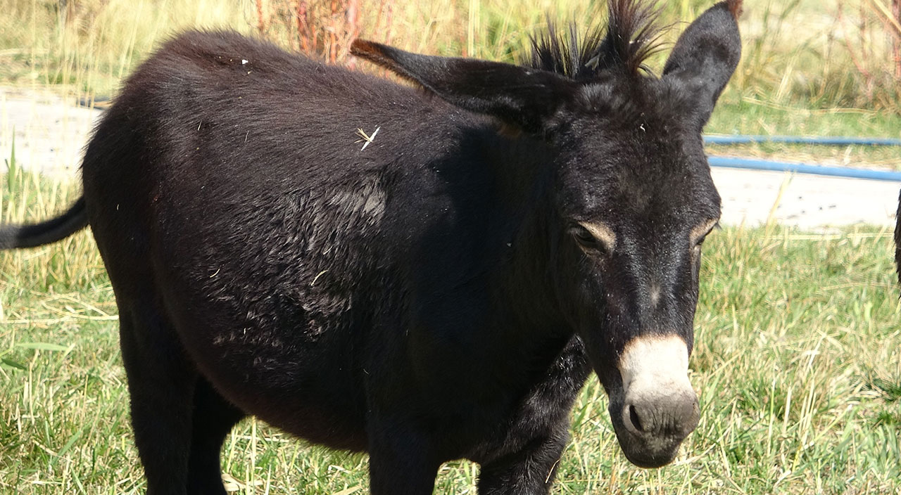 Eşek görünümlü at! Türkiye’de nadir bilinen melez hayvan ‘Bardo’