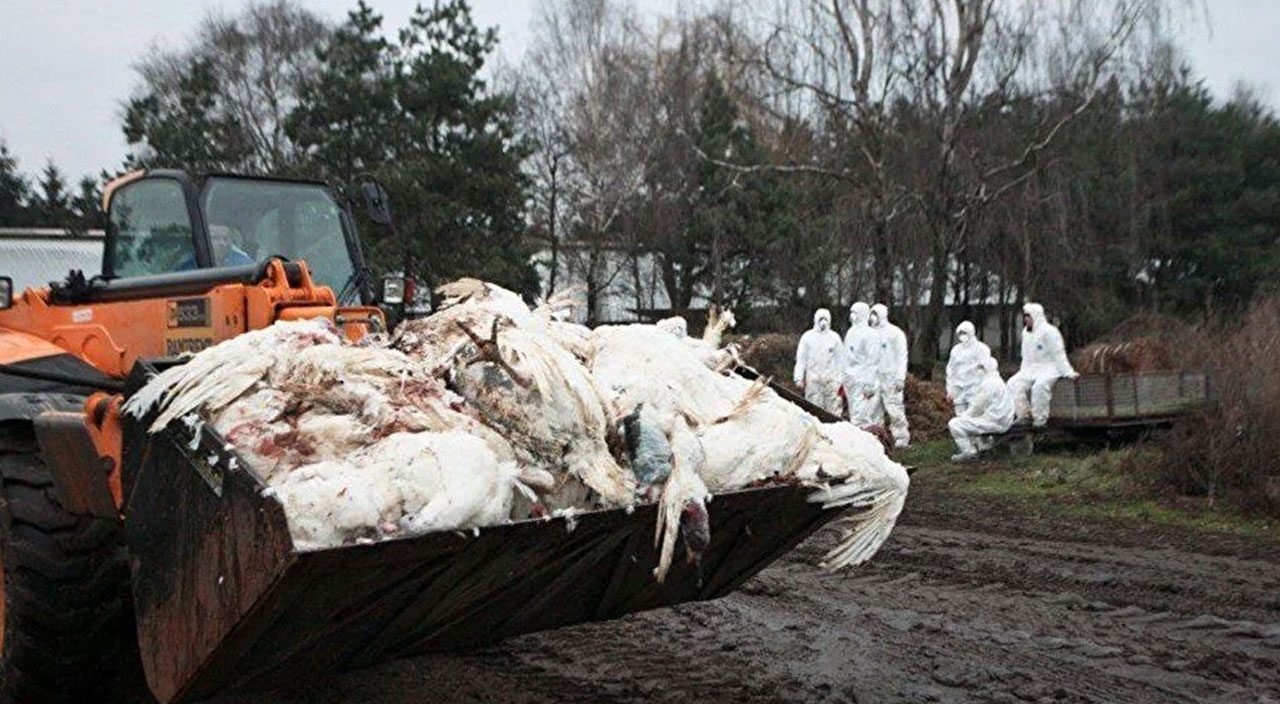 Koronavirüsten çok daha tehlikeli! Uzmanlardan kuş gribi uyarısı