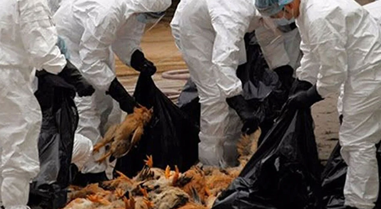 Koronavirüsten çok daha tehlikeli! Uzmanlardan kuş gribi uyarısı