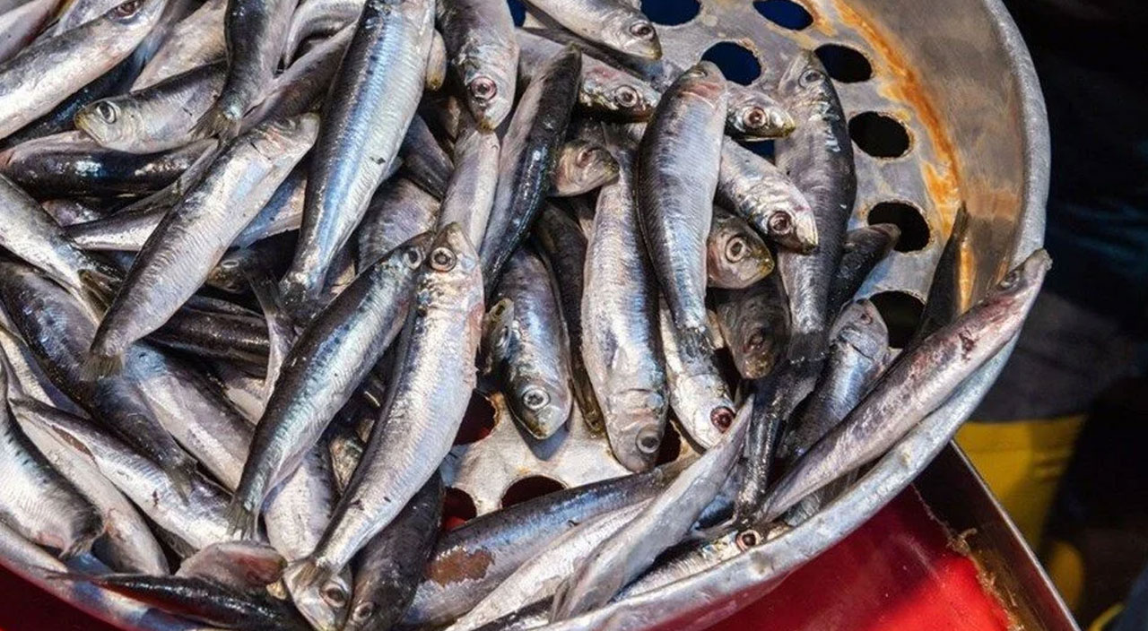 Marmara'dan çıkan balık yenilir mi? Uzmanlar araştırdı