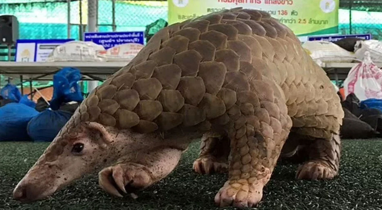 200 yasaklı türü yiyorlar! Amazon'da yeni pandemiye davet