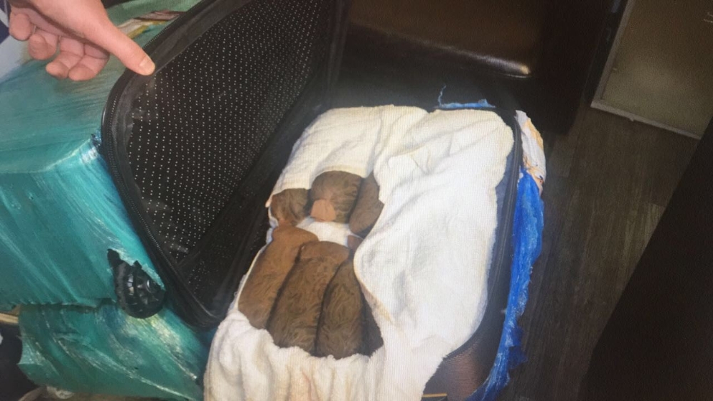 Atatürk Havalimanında ele geçirildi: Tam 83 kilo!