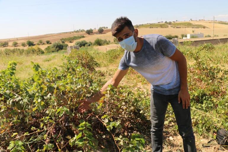 3 bin yılda bir açtığına inanılıyor! Akın ettiler