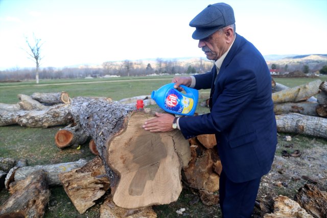 Kestiği ağacı yıkayınca gözlerine inanamadı! Şimdi telefonu susmuyor
