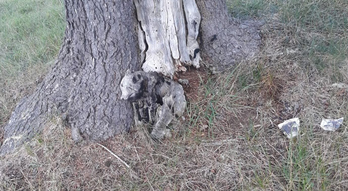 Piknik sırasında ağacın dibinde fark ettiler! Görünce bir anda panik oldular...