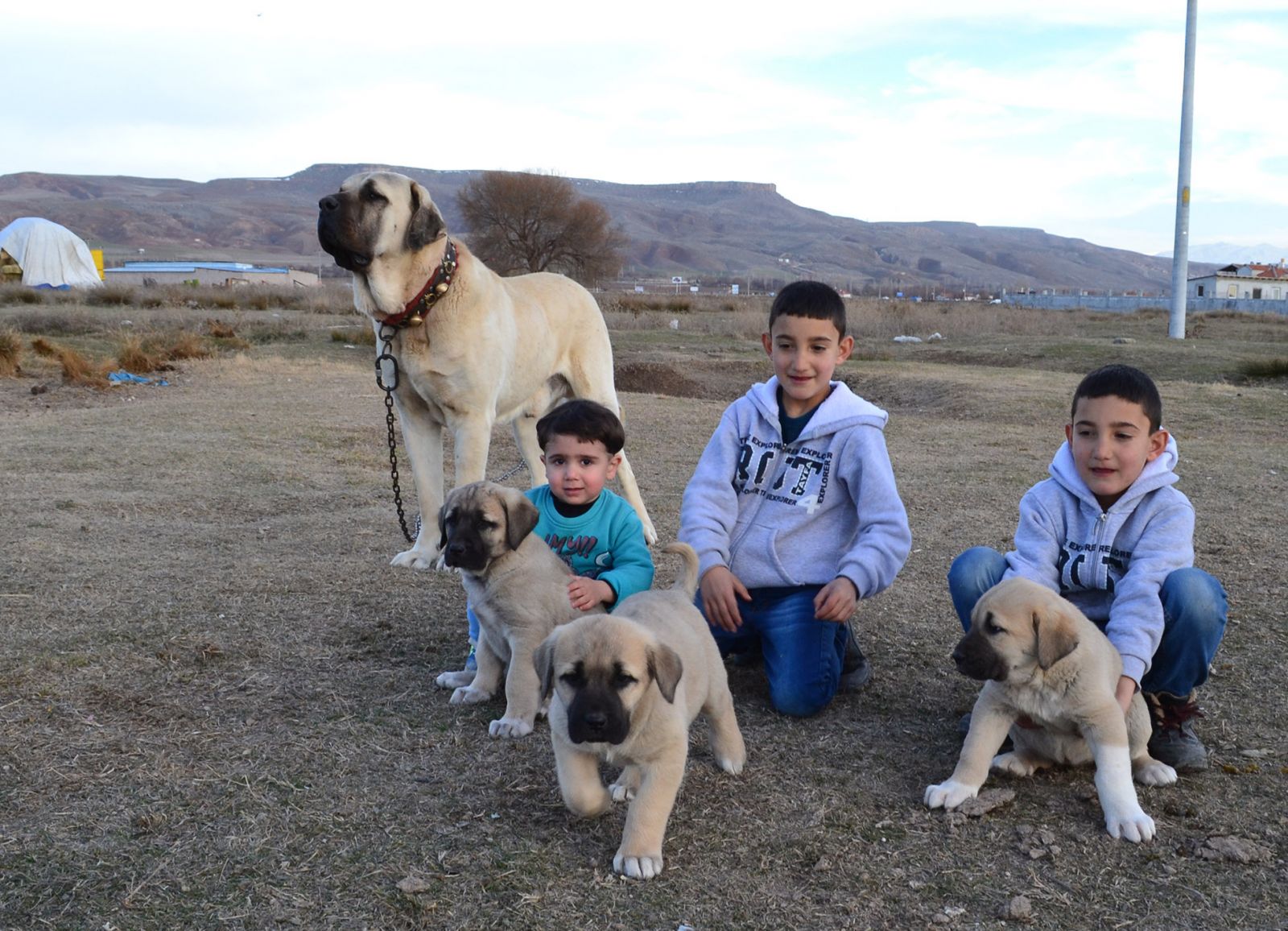 'Aksaray Malaklısı' köpeklere yoğun talep