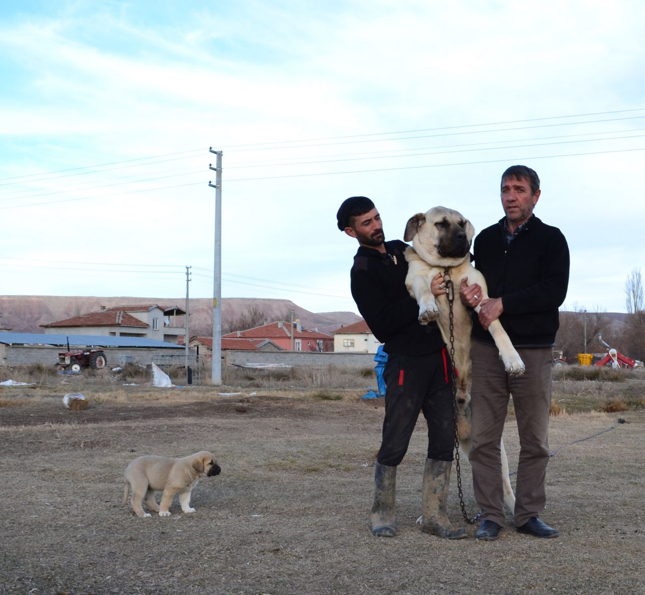'Aksaray Malaklısı' köpeklere yoğun talep