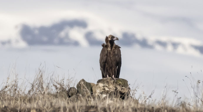 Doğanın çöpçüsü 