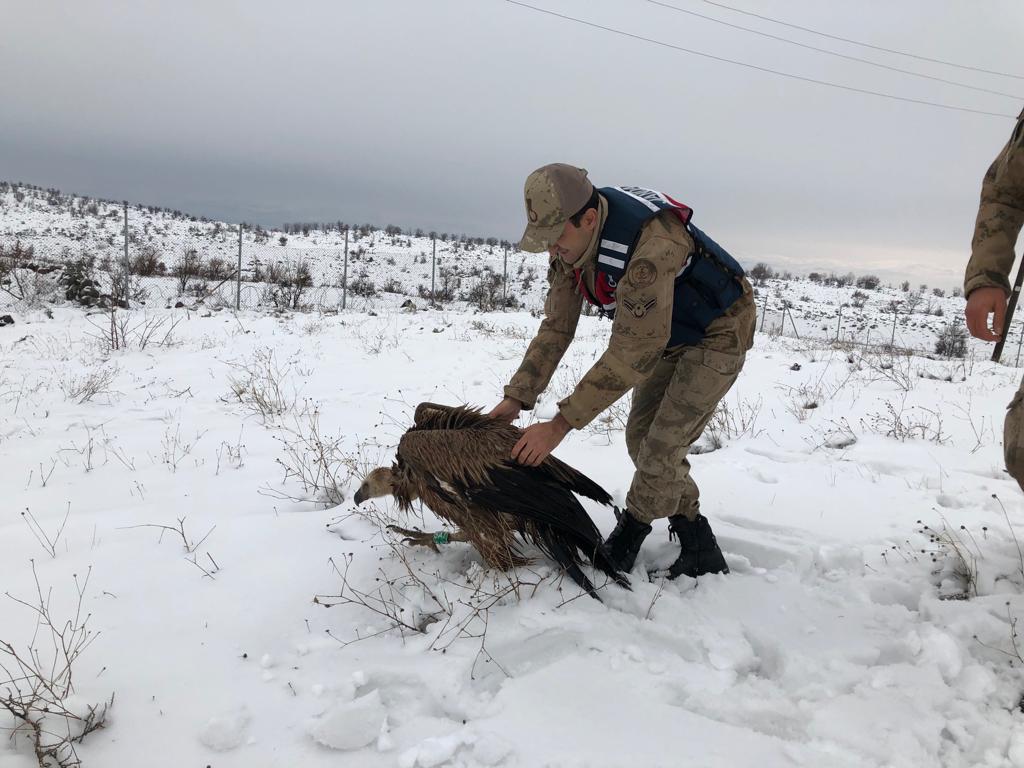 Mehmetçik, yaralı akbabayı donmak üzereyken buldu