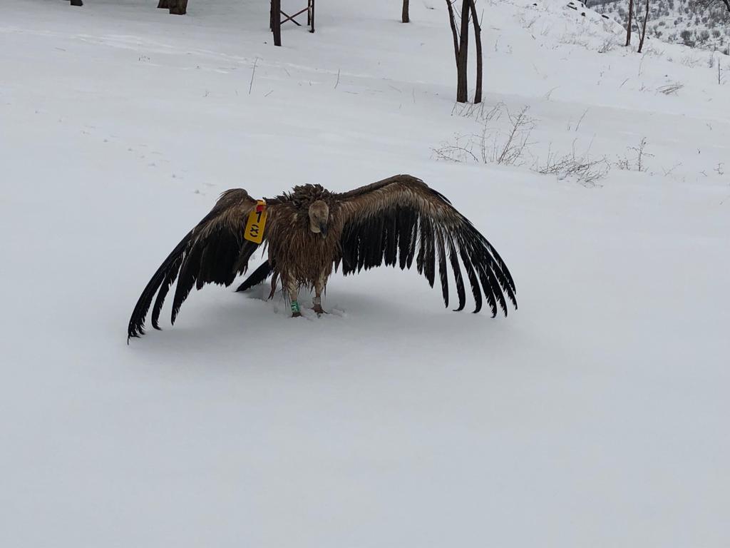 Mehmetçik, yaralı akbabayı donmak üzereyken buldu