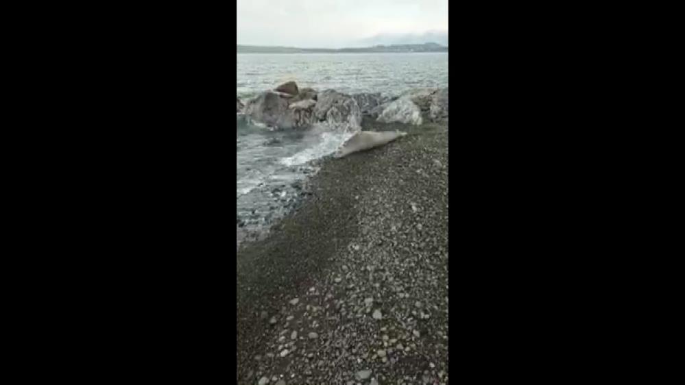 Hatay'da nesli tükenmek üzere olan Akdeniz foku görüldü